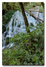 forest-1 (3).jpg