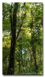 forest-1 (4).jpg