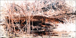 1-13-16 Green Cay IR    5.1.jpg