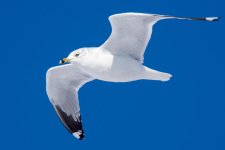 GullFlight-300.jpg