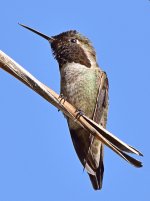 Hummer3.jpg