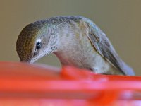 Hummer5.jpg