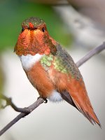 Hummer9.jpg