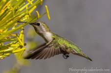DSC_6566.jpg