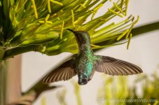 DSC_6659.jpg