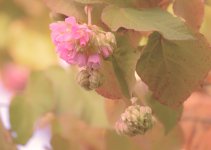 14 January 2016 - Desperation Flower Shot.jpg