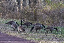 Geese along the Delaware Canal at E Ferry Rd, Yardley, PA.jpg