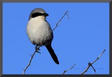 1-14-16-cr__D7K0577.jpg