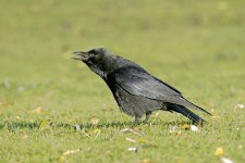 DSC_4321.jpg
