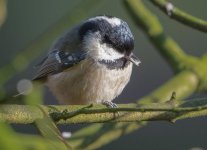 DSC_4266.jpg