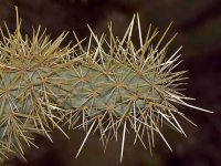Cactus3.jpg