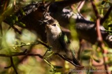 DSC_6869.jpg