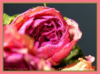 Dried Rose 1-15-2016.jpg