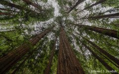 Muir Woods Painting.jpg