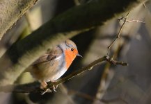 DSC_0168.jpg