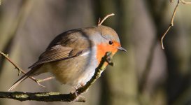 DSC_0171.jpg