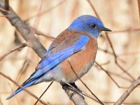 Bluebird.jpg