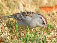 ChippingSparrow6.jpg
