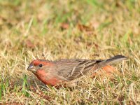 Finch.jpg
