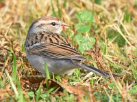 ChippingSparrow5.jpg