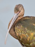 Ibis3.jpg