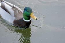 DSC_4406.jpg