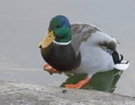 DSC_4414.jpg