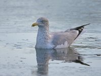 DSC_4377.jpg