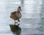 DSC_4417.jpg