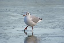 DSC_4368.jpg