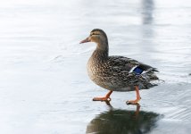 DSC_4420.jpg