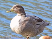 Goose.jpg