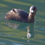 Grebe4.jpg