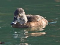 RingNeckDuck.jpg