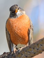 Robin5.jpg