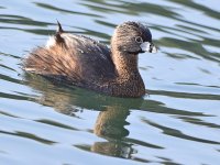 Grebe.jpg