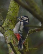 DSC_0044.jpg