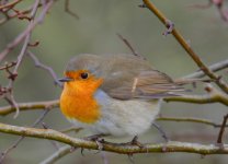 DSC_0136.jpg