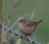DSC_0152.jpg
