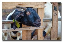 black-head-1-FrameShop.jpg