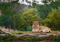 16 January 2016 - The Lioness II.jpg