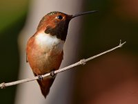 Hummer7.jpg