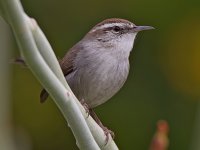 Wren.jpg