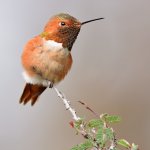 Hummer7.jpg
