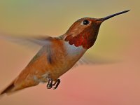 Hummer4.jpg