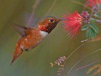 Hummer9.jpg