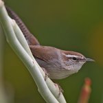 Wren4.jpg