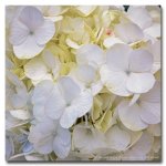 blossom-white-2.jpg