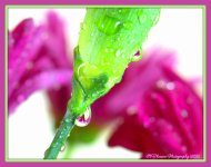 Carnation Bud with Purple Daisy Reflections in Water Drops 1-18-2016.jpg
