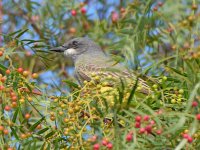 Kingbird.jpg